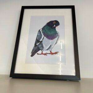 The OlevusArt Pigeon Print - KÕIK features a framed pigeon with iridescent green and purple neck feathers. Set in a black frame on a white background, it brings modern Estonian-inspired design to your space. Gate21.ee